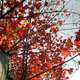 Illustration for article titled Shooting Challenge Fall Leaves Gallery 11